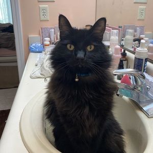 Cat…fluffy…black.